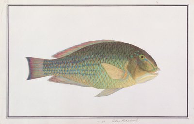 Zahnfisch, aus Zeichnungen von Fischen von Malakka, ca. 1805-18 von Chinese School